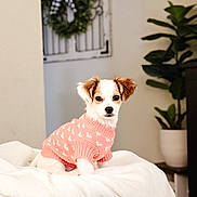 Ariana joined the competition — help win amazing prizes! adorable, blanket, brown, couch, cozy, cute, decor, dog, fur, indoor, pet, pink, plant, portrait, puppy, small, soft, sweater, white, wreath
