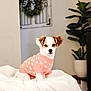 adorable, blanket, brown, couch, cozy, cute, decor, dog, fur, indoor, pet, pink, plant, portrait, puppy, small, soft, sweater, white, wreath