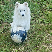Vicky participe au concours pour gagner de l'argent avec cette photo : dog, white_dog, soccer_ball, grass, outdoor, pet, animal, paw, ball, nature, playful, fur, canine, sport, ground, field, cute, fluffy, leisure, summer