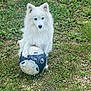 dog, white_dog, soccer_ball, grass, outdoor, pet, animal, paw, ball, nature, playful, fur, canine, sport, ground, field, cute, fluffy, leisure, summer