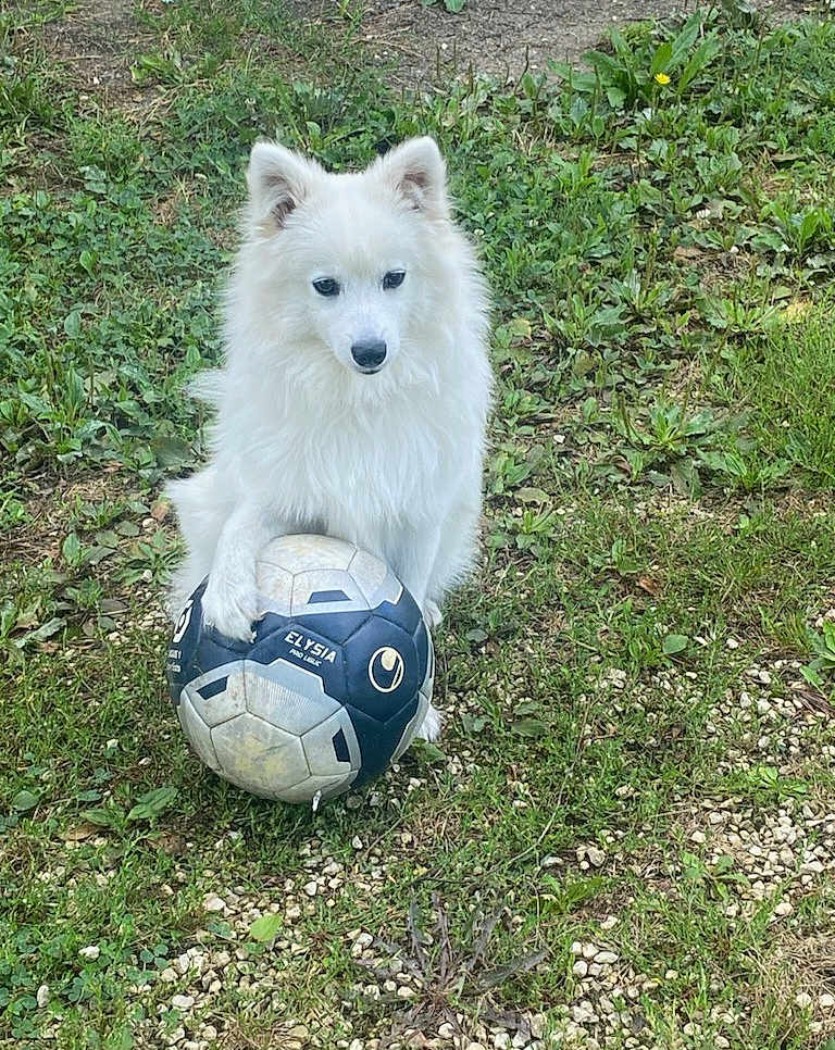 Vicky participe au concours pour gagner de l'argent avec cette photo : dog, white_dog, soccer_ball, grass, outdoor, pet, animal, paw, ball, nature, playful, fur, canine, sport, ground, field, cute, fluffy, leisure, summer