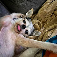 Maggie joined the competition — help win amazing prizes! dog, small_dog, tongue_out, blanket, cozy, stretching, cute, pet, fur, ears, lying_down, indoor, relaxed, playful, animal, companion, cute_pet, furry, snout, nose