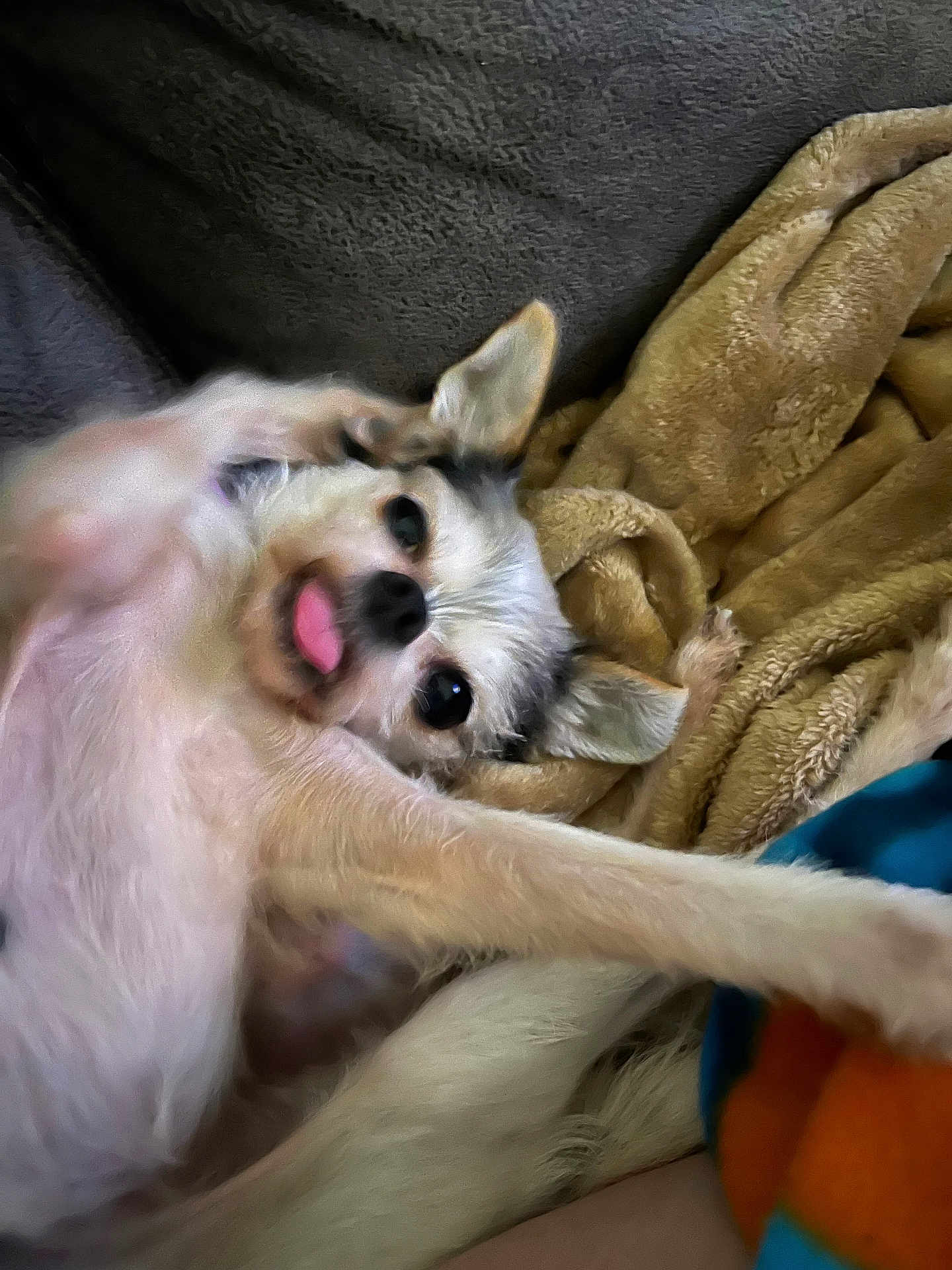 Maggie joined the competition — help win amazing prizes! dog, small_dog, tongue_out, blanket, cozy, stretching, cute, pet, fur, ears, lying_down, indoor, relaxed, playful, animal, companion, cute_pet, furry, snout, nose