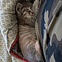 animal, blanket, closeup, comfort, cozy, cute, fur, indoor, kitten, mammal, paw, peaceful, pet, relaxation, resting, sleeping, small, soft, striped, young