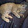 adorable, animal, blanket, cat, cozy, cute, feline, fur, indoor, kitten, paw, peaceful, pet, resting, sleeping, small, soft, tabby, whiskers, young