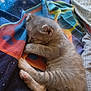 animal, blanket, cat, colorful, comfort, cozy, cute, feline, fur, indoor, kitten, nap, paw, pet, resting, sleeping, small, soft, space_theme, young