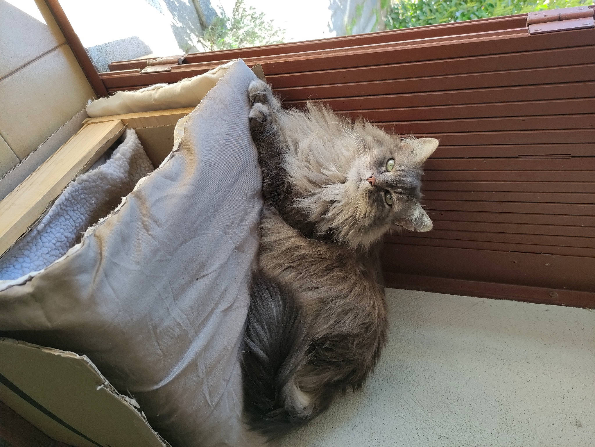 Bourrue participe au concours pour gagner de l'argent avec cette photo : animal_shelter, carnivore, cat, comfort, companion_dog, couch, domestic_short_haired_cat, fawn, felidae, fur, hardwood, nap, paw, small_to_medium_sized_cats, snout, tail, terrestrial_animal, whiskers, window, wood