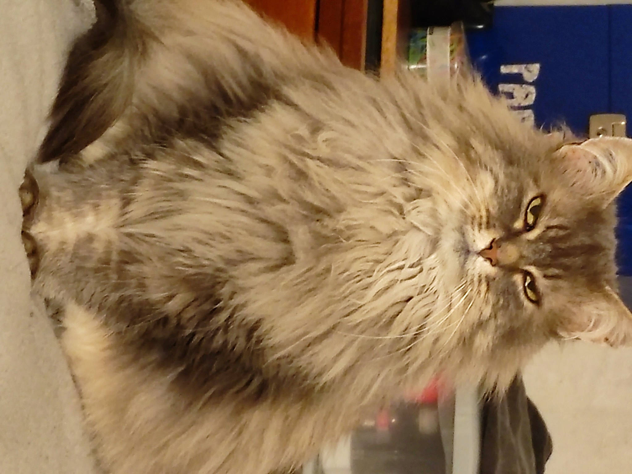 Bourrue a rejoint le concours — aidez-le/la à gagner de superbes lots ! british_longhair, carnivore, cat, claw, fawn, felidae, fur, hair, paw, persian, small_to_medium_sized_cats, snout, tail, terrestrial_animal, whiskers