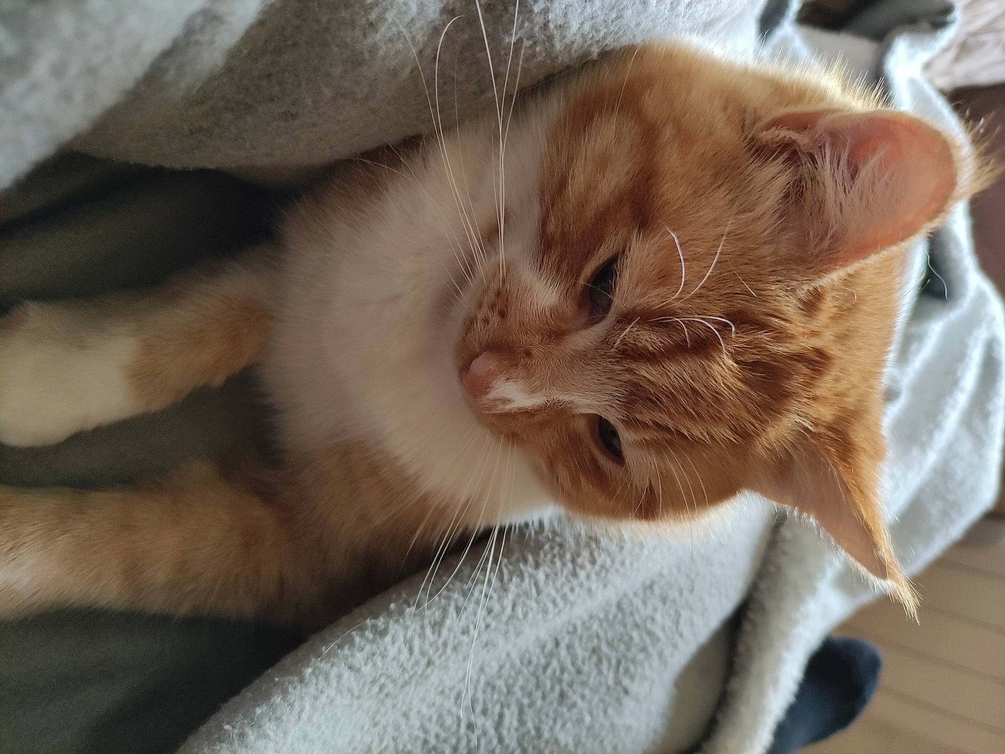 Valentin participe au concours pour gagner de l'argent avec cette photo : carnivore, cat, cat_supply, claw, comfort, domestic_short_haired_cat, ear, fawn, felidae, fur, nap, paw, small_to_medium_sized_cats, snout, tail, terrestrial_animal, whiskers, wood