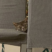 Gribouille participe au concours pour gagner de l'argent avec cette photo : cat, gray_cat, sleeping, chair, furniture, indoor, cozy, resting, pet, animal, texture, fabric, home, quiet, relaxation, hidden, peaceful, cute, domestic_animal, nap