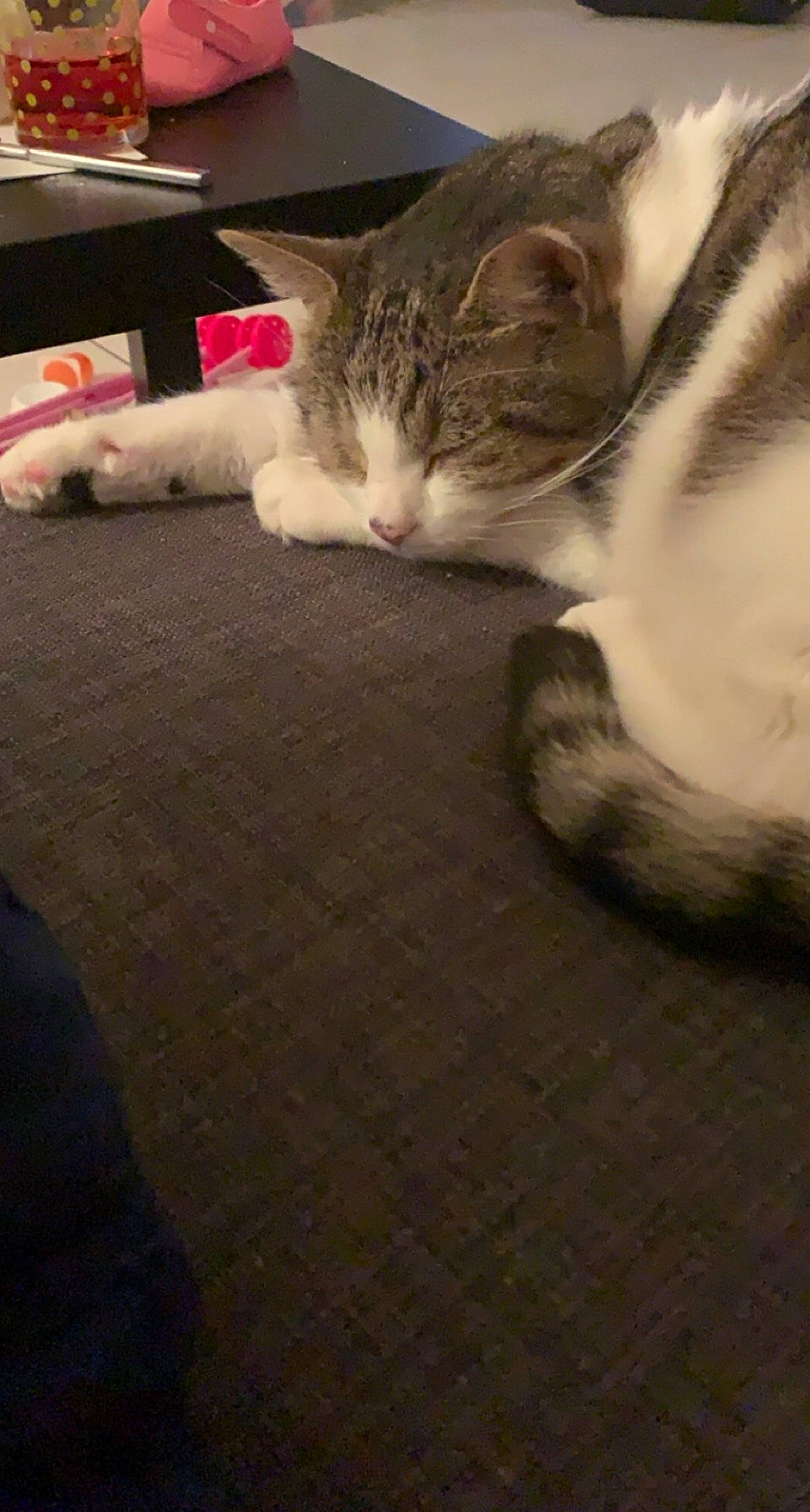 Holly a rejoint le concours — aidez-le/la à gagner de superbes lots ! carnivore, cat, claw, cloud, comfort, domestic_short_haired_cat, felidae, flooring, fur, human_leg, mammal, nap, paw, sky, small_to_medium_sized_cats, snout, tail, vertebrate, whiskers, wood