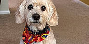 Snickers is registered to the contest to win money with this photo: animal, bandana, carpet, collar, companion, cream_color, cute, cute_pet, dog, domestic_animal, ears, floor, fluffy, fur, home, house, indoor, pet, portrait, sitting