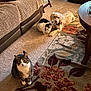 animal, black, blanket, brown, carpet, cat, companion, couch, cozy, curious, dog, floor, floral_pattern, furniture, indoor, living_room, pet, relaxing, rug, white