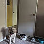 Snickers is registered to the contest to win money with this photo: animal, calm, carpet, cat, collar, curious, dog, domestic, door, floor, furry, indoor, pet_bowls, quiet, room, shadow, sitting, standing, wall, white_door