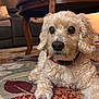Snickers is registered to the contest to win money with this photo: animal, canine, carpet, closeup, collar, curly_fur, cute, dog, domestic_animal, floor, furniture, home, household, indoor, laying, living_room, pet, relaxing, resting, table