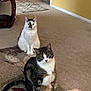 Daphne And Phoebe is registered to the contest to win money with this photo: animal, carpet, cat, cats, cozy, curious, decor, domestic, ears, eyes, feline, floor, fur, furniture, home, indoor, pet, sitting, toy, whiskers