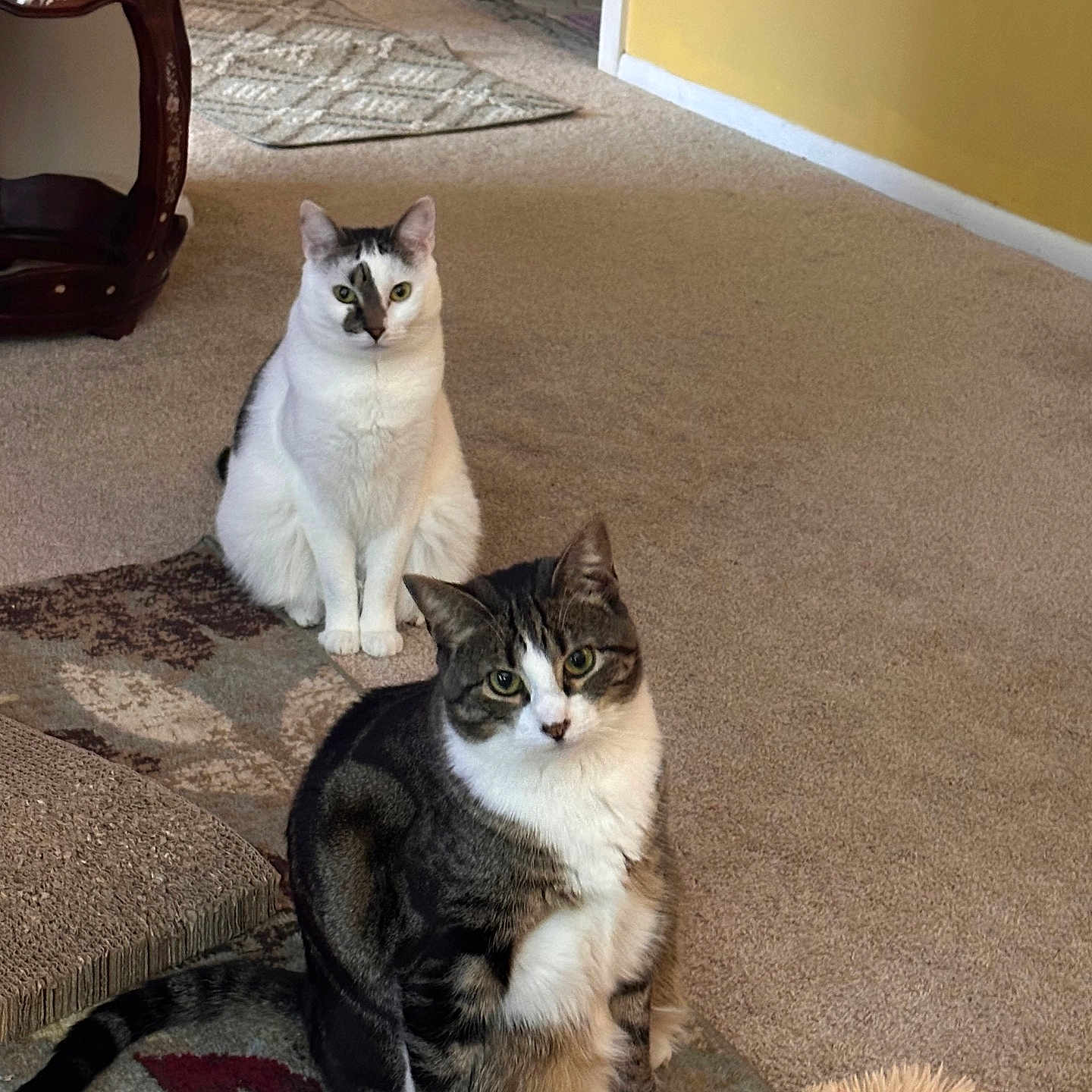 Daphne And Phoebe is registered to the contest to win money with this photo: animal, carpet, cat, cats, cozy, curious, decor, domestic, ears, eyes, feline, floor, fur, furniture, home, indoor, pet, sitting, toy, whiskers