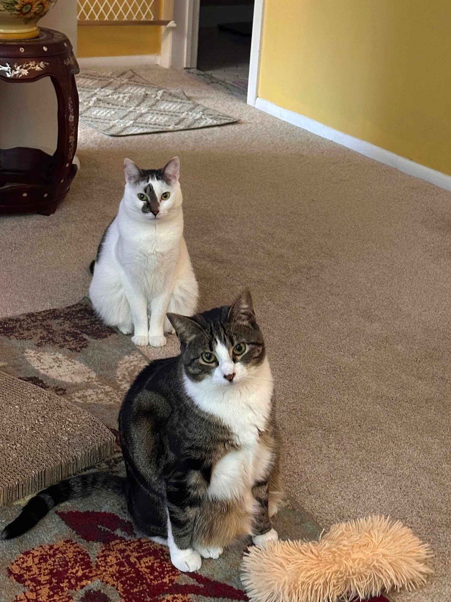 Daphne And Phoebe is registered to the contest to win money with this photo: animal, carpet, cat, cats, cozy, curious, decor, domestic, ears, eyes, feline, floor, fur, furniture, home, indoor, pet, sitting, toy, whiskers