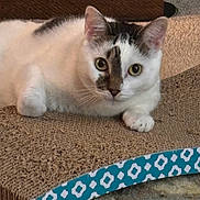 Daphne And Phoebe is registered to the contest to win money with this photo: animal, carpet, cat, closeup, curious, cute, feline, fur, gray_markings, green_eyes, home, indoor, laying_down, paws, pet, relaxed, resting, scratcher_pad, whiskers, white_cat