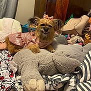Nala joined the competition — help win amazing prizes! animal, bedroom, blanket, bow, cozy, curtain, cute, dog, fabric, fur, furniture, indoor, pet, pink_dress, plush, resting, smile, stuffed_animal, toy, wooden_cabinet