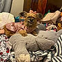 animal, bedroom, blanket, bow, cozy, curtain, cute, dog, fabric, fur, furniture, indoor, pet, pink_dress, plush, resting, smile, stuffed_animal, toy, wooden_cabinet