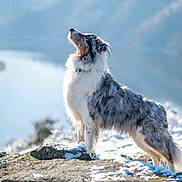 Shadow participe au concours pour gagner de l'argent avec cette photo : dog, outdoor, snow, rock, landscape, nature, animal, fur, blue_merle, standing, scenic, river, winter, mountain, canine, pet, profile, daylight, serene, majestic