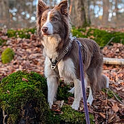Volte a rejoint le concours — aidez-le/la à gagner de superbes lots ! dog, leash, forest, moss, log, leaves, autumn, outdoor, animal, brown, white, fur, pet, nature, tree, canine, harness, alert, standing, daylight