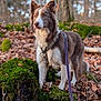 dog, leash, forest, moss, log, leaves, autumn, outdoor, animal, brown, white, fur, pet, nature, tree, canine, harness, alert, standing, daylight