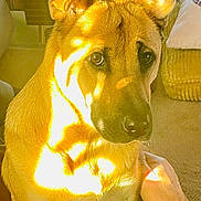 Yoko participe au concours pour gagner de l'argent avec cette photo : animal, brown_fur, calm, carpet, closeup, cushion, dog, domestic, ears, face, furniture, home, indoor, nose, pet, portrait, resting, shadow, sunlight, warm_light