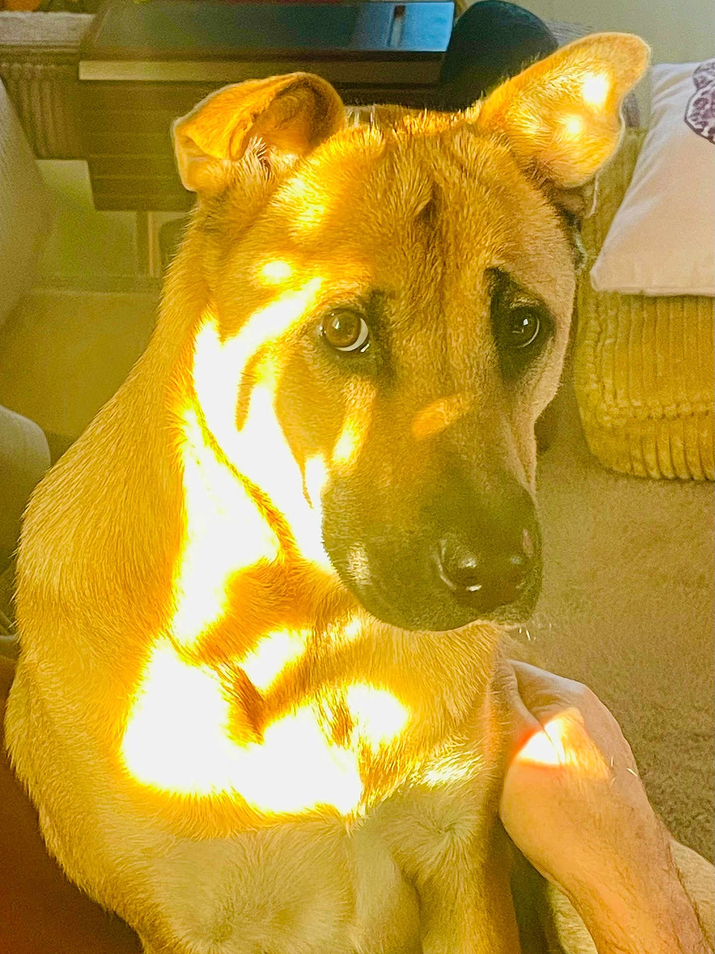 Yoko participe au concours pour gagner de l'argent avec cette photo : animal, brown_fur, calm, carpet, closeup, cushion, dog, domestic, ears, face, furniture, home, indoor, nose, pet, portrait, resting, shadow, sunlight, warm_light