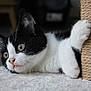Fury participe au concours pour gagner de l'argent avec cette photo : cat, kitten, black_and_white, paw, scratching_post, carpet, indoor, pet, fur, whiskers, curious, close_up, animal, cute, playful, resting, feline, young, soft, domestic