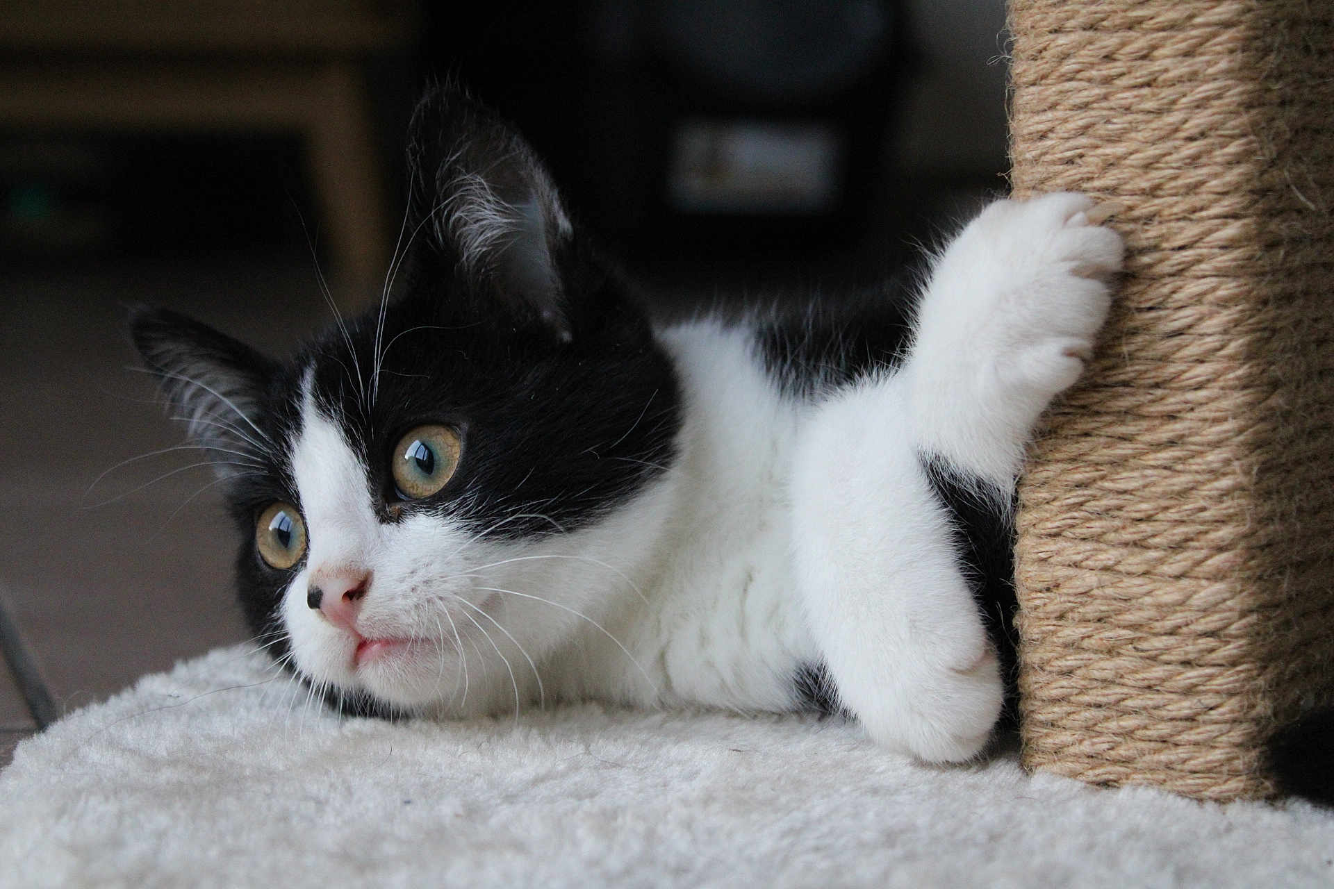 Fury participe au concours pour gagner de l'argent avec cette photo : cat, kitten, black_and_white, paw, scratching_post, carpet, indoor, pet, fur, whiskers, curious, close_up, animal, cute, playful, resting, feline, young, soft, domestic