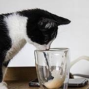 Fury a rejoint le concours — aidez-le/la à gagner de superbes lots ! cat, black_and_white, glass, drink, spoon, table, curious, indoor, pet, animal, closeup, feline, foam, sniffing, domestic, wooden_surface, clean_background, white_wall, side_view, still_life