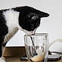cat, black_and_white, glass, drink, spoon, table, curious, indoor, pet, animal, closeup, feline, foam, sniffing, domestic, wooden_surface, clean_background, white_wall, side_view, still_life
