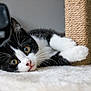 Fury a rejoint le concours — aidez-le/la à gagner de superbes lots ! kitten, cat, black_and_white, carpet, scratching_post, indoor, pet, whiskers, curious, paw, fur, playful, animal, close_up, young, cute, domestic, resting, floor, feline