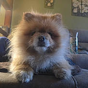 Brutus joined the competition — help win amazing prizes! dog, pomeranian, fluffy, pet, animal, sofa, indoor, living_room, couch, fur, cute, face, portrait, relaxed, canine, domestic, furniture, cozy, home, animal_portrait
