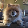 dog, pomeranian, fluffy, pet, animal, sofa, indoor, living_room, couch, fur, cute, face, portrait, relaxed, canine, domestic, furniture, cozy, home, animal_portrait