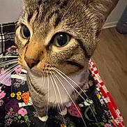 Chowder is registered to the contest to win money with this photo: cat, tabby, close_up, whiskers, indoor, blanket, pattern, floral, curious, animal, pet, feline, face, ears, floor, wood_floor, cozy, domestic, cute, fur
