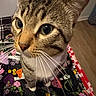cat, tabby, close_up, whiskers, indoor, blanket, pattern, floral, curious, animal, pet, feline, face, ears, floor, wood_floor, cozy, domestic, cute, fur