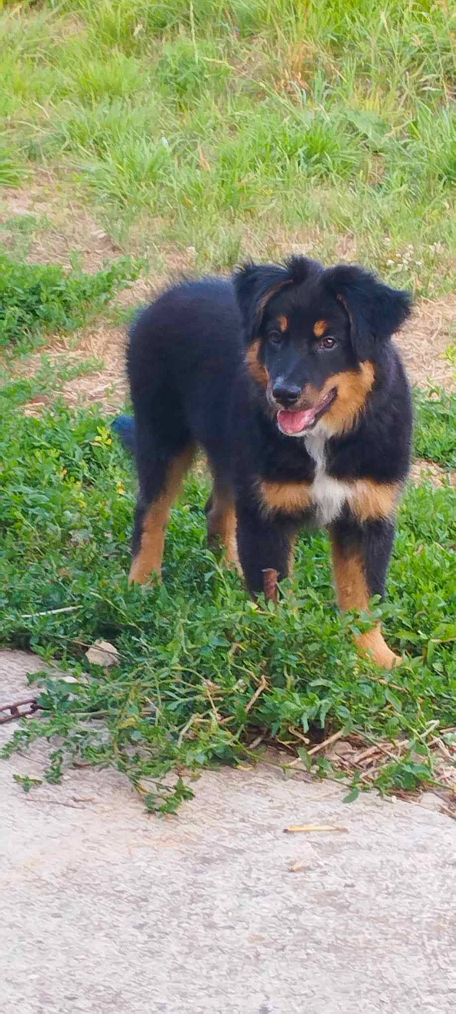 Ulysse a rejoint le concours — aidez-le/la à gagner de superbes lots ! canidae, carnivore, companion_dog, dog, dog_breed, grass, snout, sporting_group, terrestrial_animal, working_dog