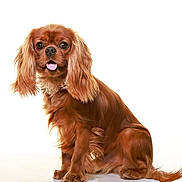 Vince a rejoint le concours — aidez-le/la à gagner de superbes lots ! adorable, animal, brown_fur, cavalier_king_charles_spaniel, companion, cute, dog, domestic_animal, fluffy, friendly, fur, long_ears, pet, portrait, puppy, sitting, studio_shot, tongue_out, white_background, young_dog