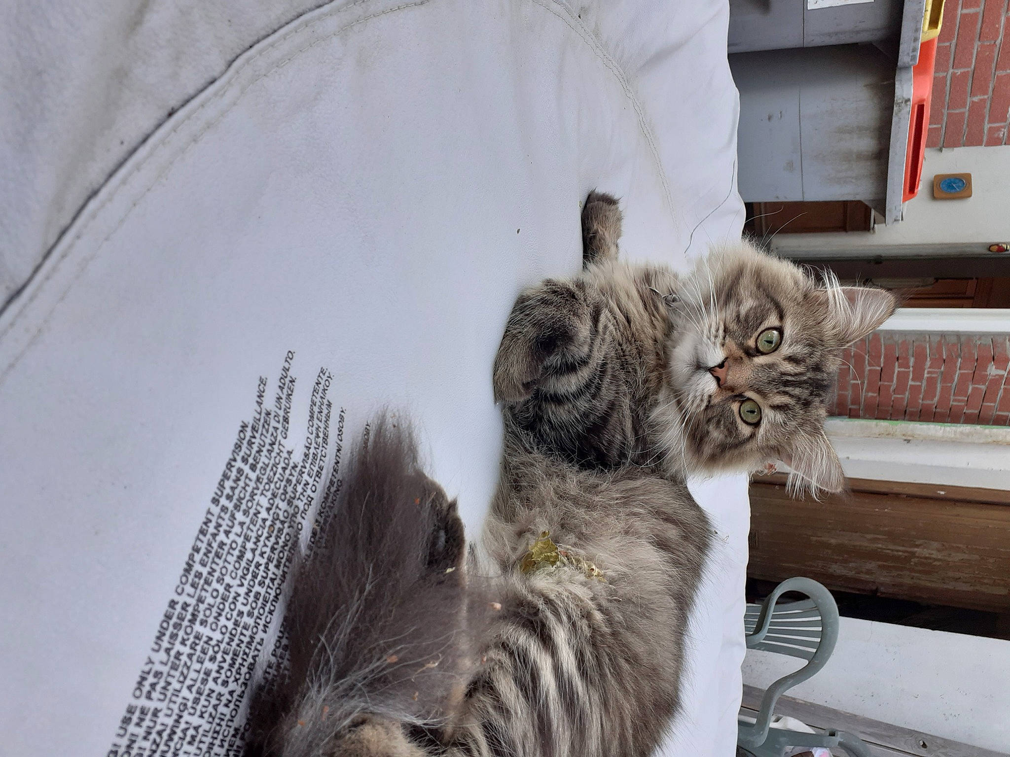 Robert participe au concours pour gagner de l'argent avec cette photo : carnivore, cat, claw, comfort, domestic_short_haired_cat, felidae, fur, grey, paw, plant, small_to_medium_sized_cats, snout, tail, whiskers, window