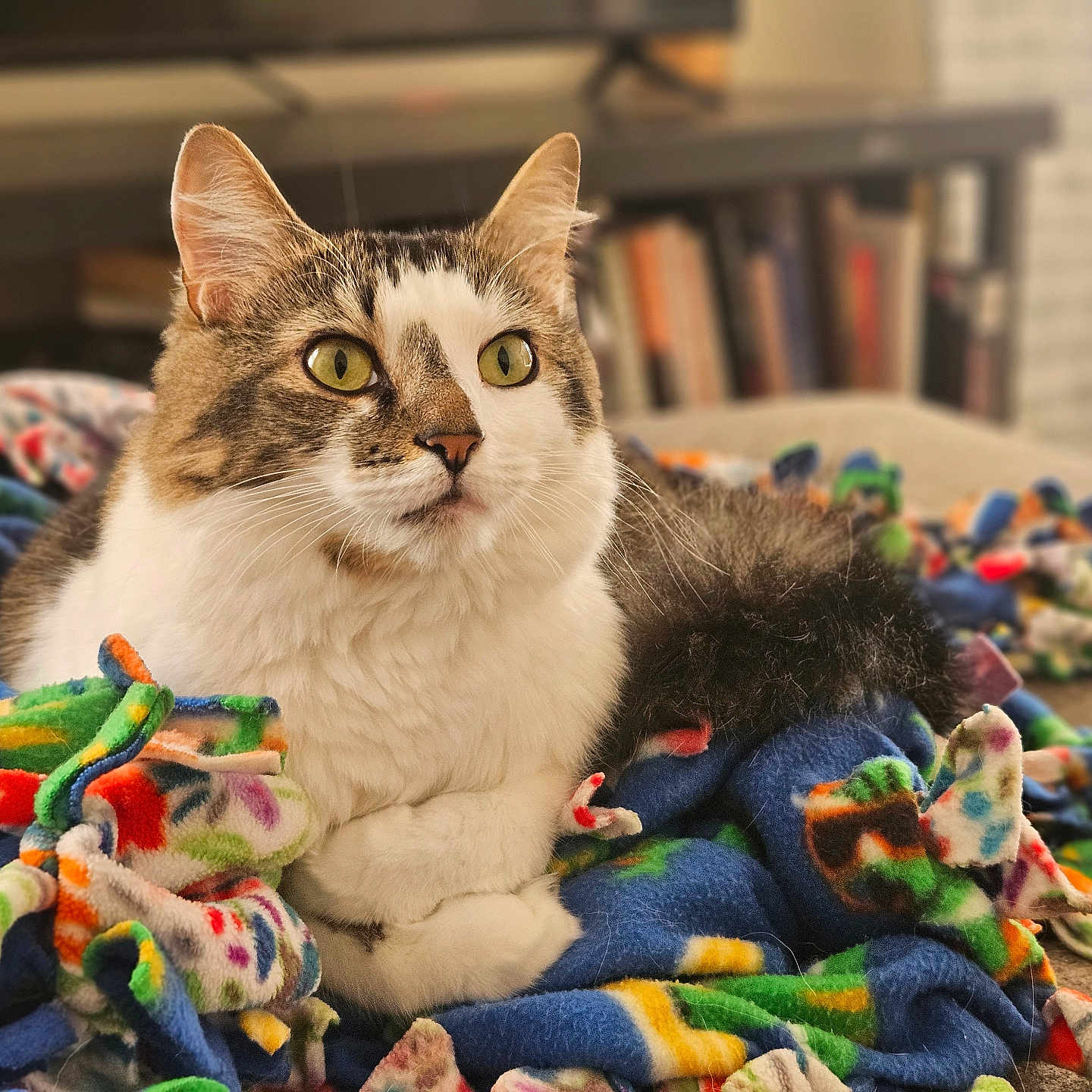 Lain joined the competition — help win amazing prizes! animal, cat, closeup, colorful, comfort, cozy, cute, domestic_cat, fleece_blanket, fur, green_eyes, home, indoor, pet, relaxed, resting, soft_texture, tabby_cat, warm_lighting, white_fur