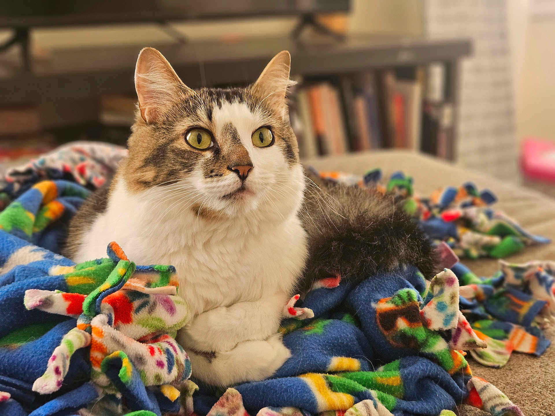 Lain joined the competition — help win amazing prizes! cat, fleece_blanket, indoor, pet, tabby_cat, white_fur, green_eyes, cozy, resting, soft_texture, colorful, warm_lighting, home, animal, domestic_cat, fur, cute, relaxed, closeup, comfort
