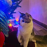 Lain joined the competition — help win amazing prizes! cat, christmas_tree, holiday_lights, indoor, curious, pet, feline, decorations, floor, wall, tree_branch, ornament, white_and_gray_cat, paw, tail, festive, closeup, animal, domestic_cat, cozy