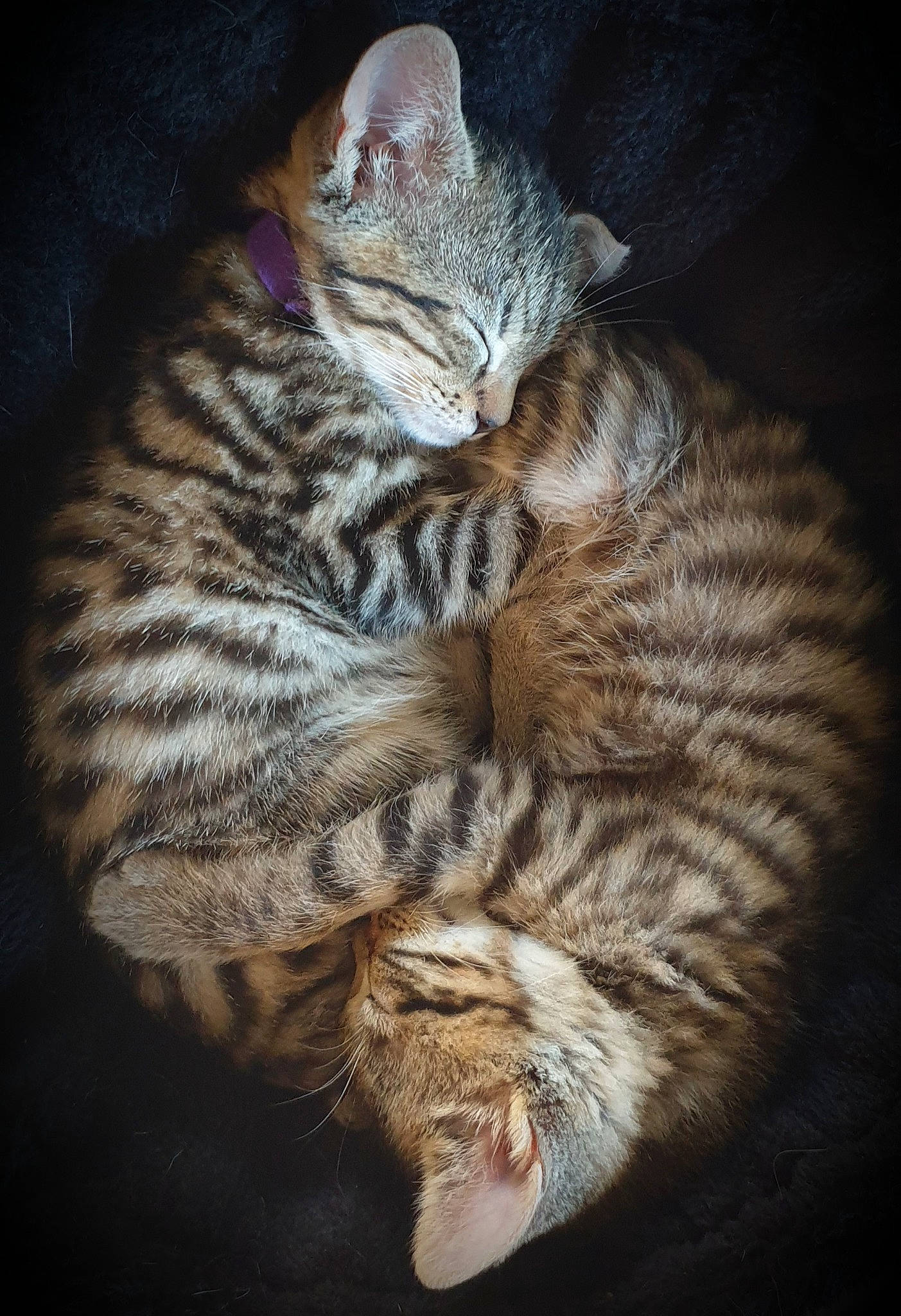 Sana Et Stella a rejoint le concours — aidez-le/la à gagner de superbes lots ! carnivore, cat, claw, darkness, domestic_short_haired_cat, ear, felidae, fur, paw, small_to_medium_sized_cats, snout, tail, terrestrial_animal, whiskers, wildlife