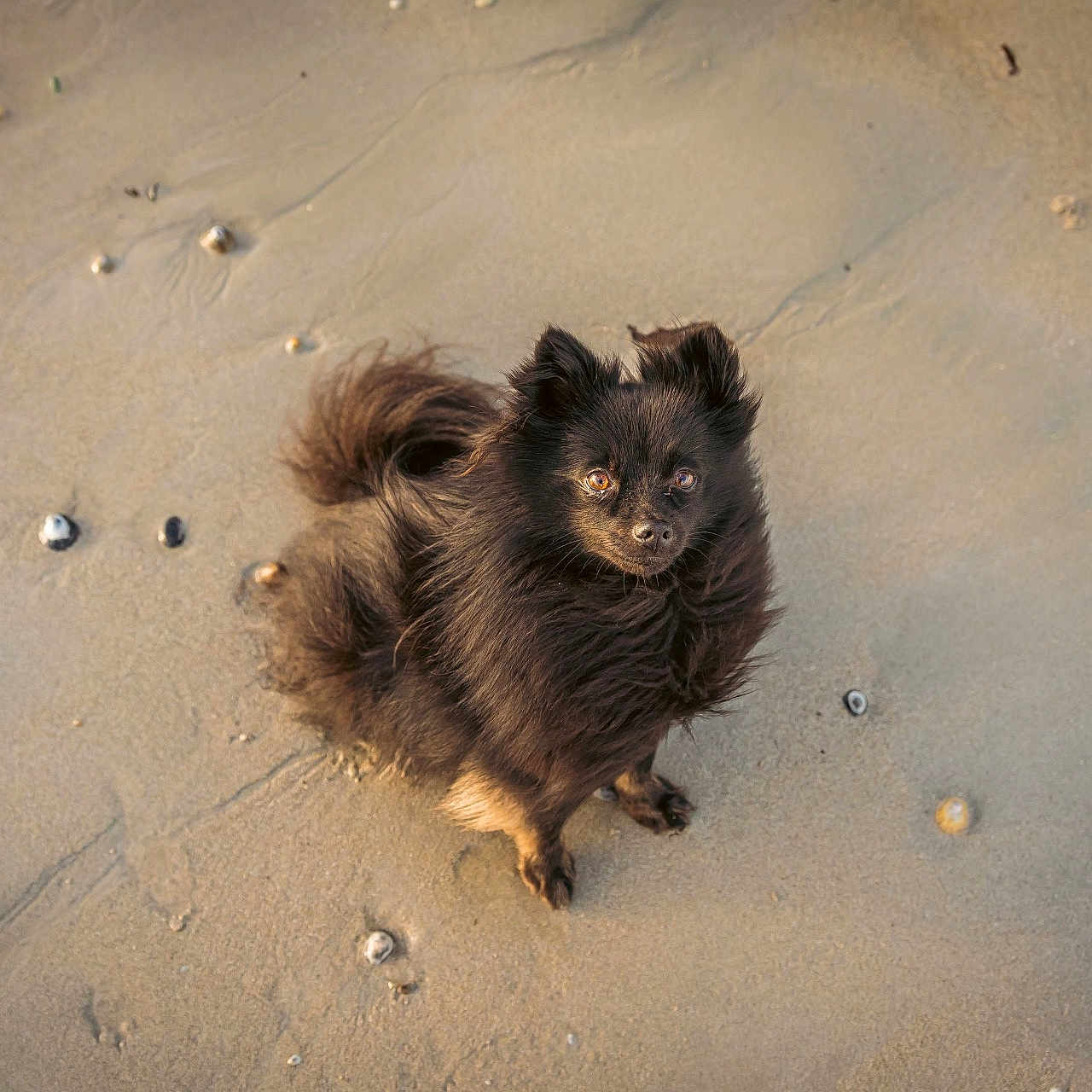 Suzette a rejoint le concours — aidez-le/la à gagner de superbes lots ! affenpinscher, animal, beach, canine, chow, coast, cockerspaniel, dog, eskimodog, nature, outdoors, papillon, pet, puppy, sand, sea, shoreline, soil, terrier, water