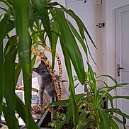 Frite participe au concours pour gagner de l'argent avec cette photo : cat, kitten, plant, houseplant, greenery, indoor, curious, pet, feline, leaf, branch, pot, interior, door, wall, light, home, animal, exploration, nature