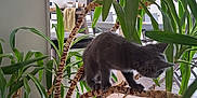 Frite a rejoint le concours — aidez-le/la à gagner de superbes lots ! animal, balancing, branch, cat, curious, domestic, exploring, furniture, gray_cat, green_leaves, home, houseplant, indoor, indoor_plant, kitten, modern_interior, pet, plant_pot, rocks, tile_floor