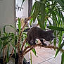 cat, kitten, indoor_plant, green_leaves, branch, tile_floor, indoor, curious, pet, houseplant, modern_interior, furniture, gray_cat, balancing, exploring, home, plant_pot, rocks, animal, domestic